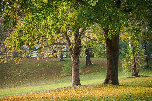 Bild von Bäumen auf Liegewieden der Berliner Sommerbäder