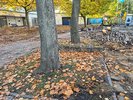Laub auf Wiese unter Bäumen und im Hintergrund sind Steine des aufgerissenen Fußweges zu sehen